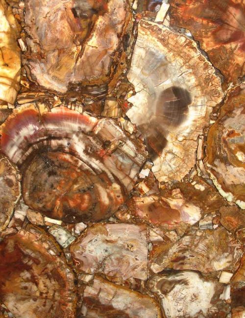 petrified-wood-epoxy-(natural)